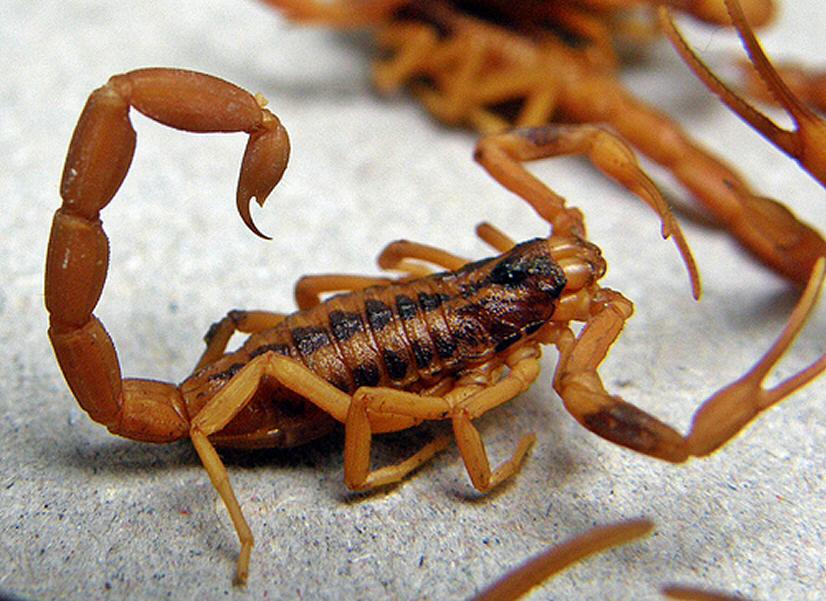 Salud Pública de Salta advierte que el calor favorece la proliferación de alacranes