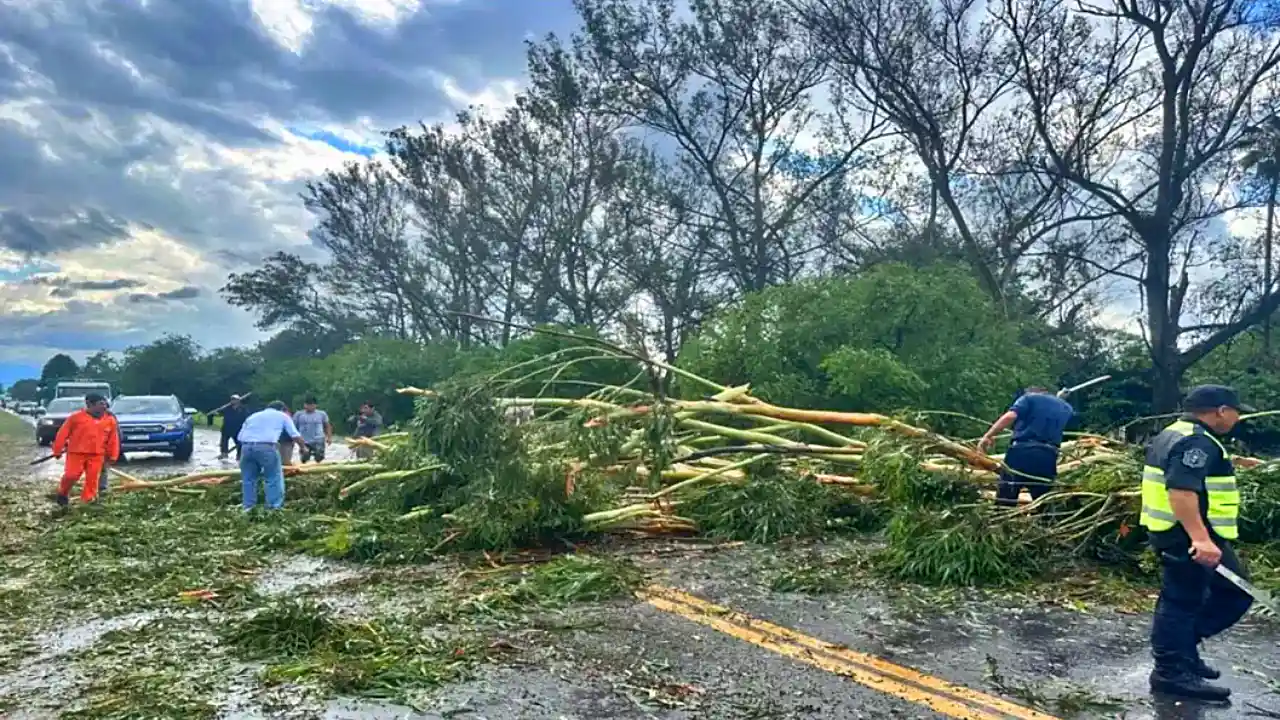 Árbol caído sobre una carretera de Salta