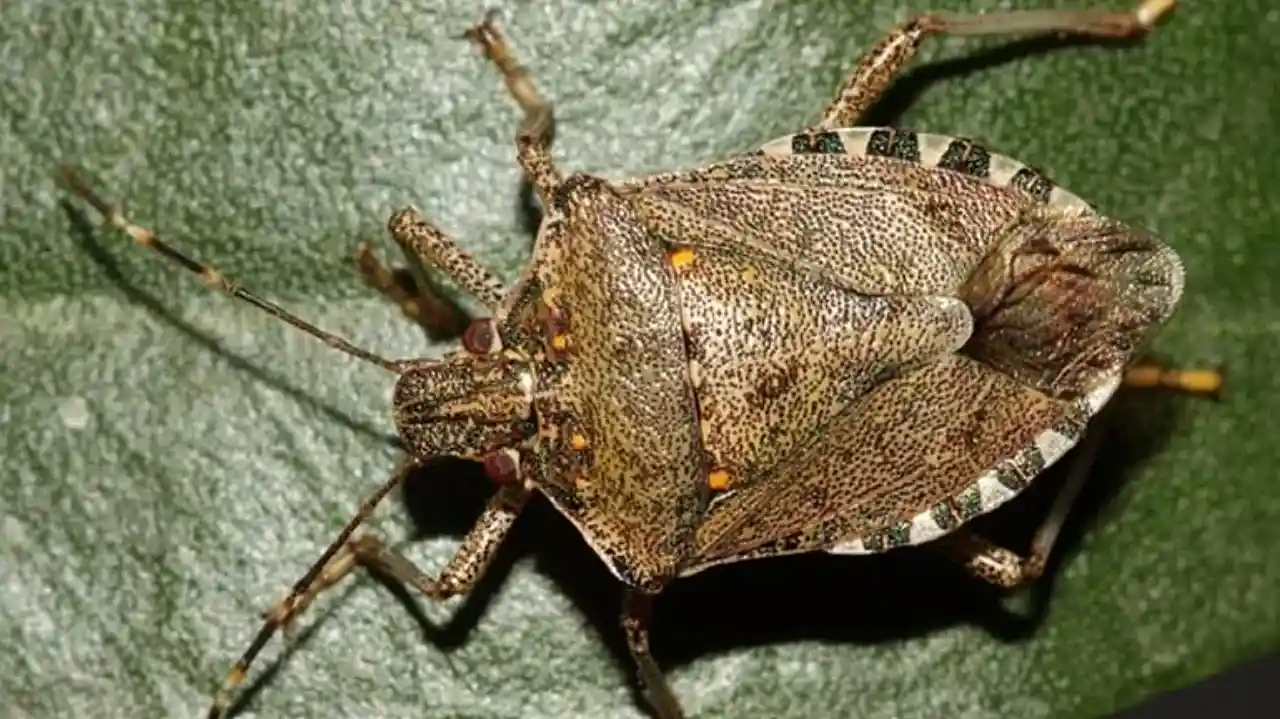 juanita