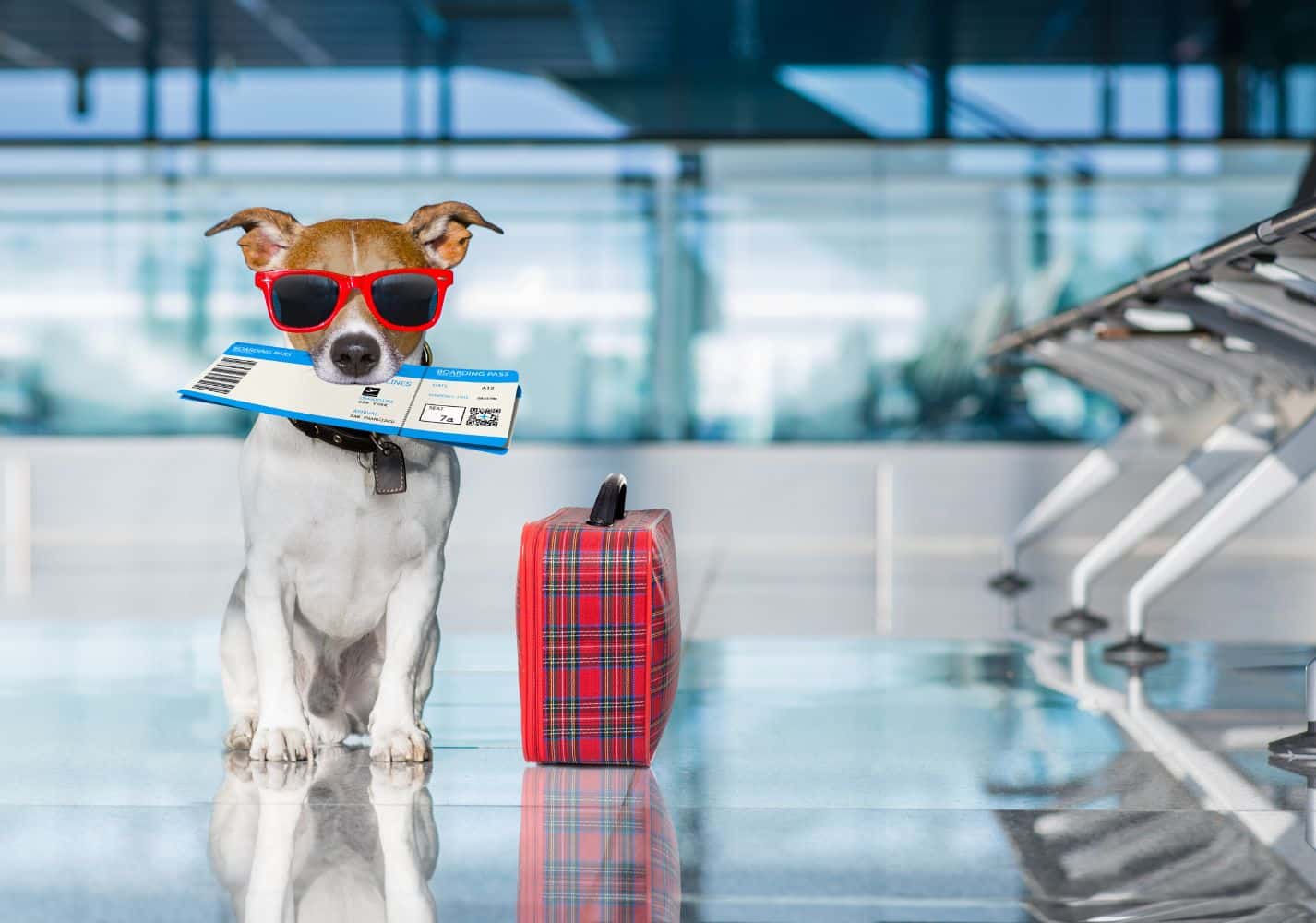 Cómo gestionar un turno online para viajar al extranjero con una mascota