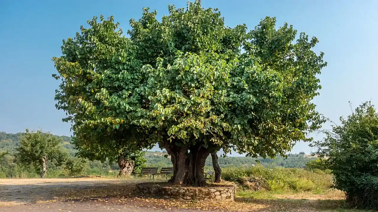 sachamora