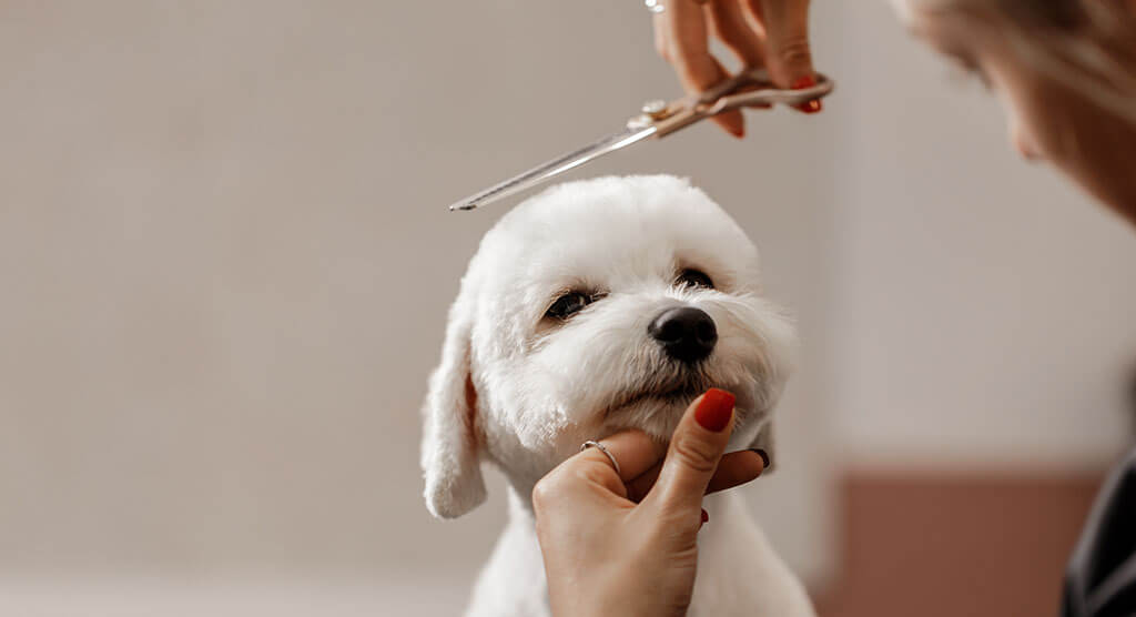 Taller de peluquería canina en Villa Palacios