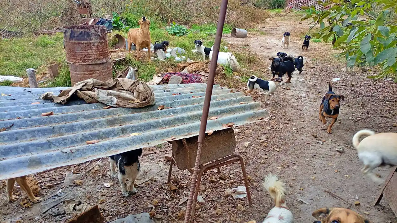 El fiscal Escalante investiga un caso de múltiple cachorricidio en Rosario de Lerma