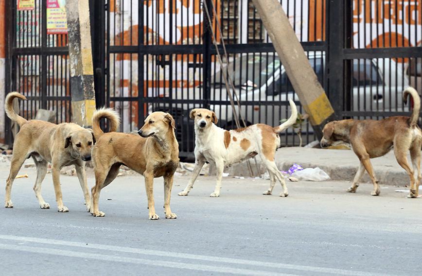 Se celebra hoy el Día Internacional del Perro Callejero