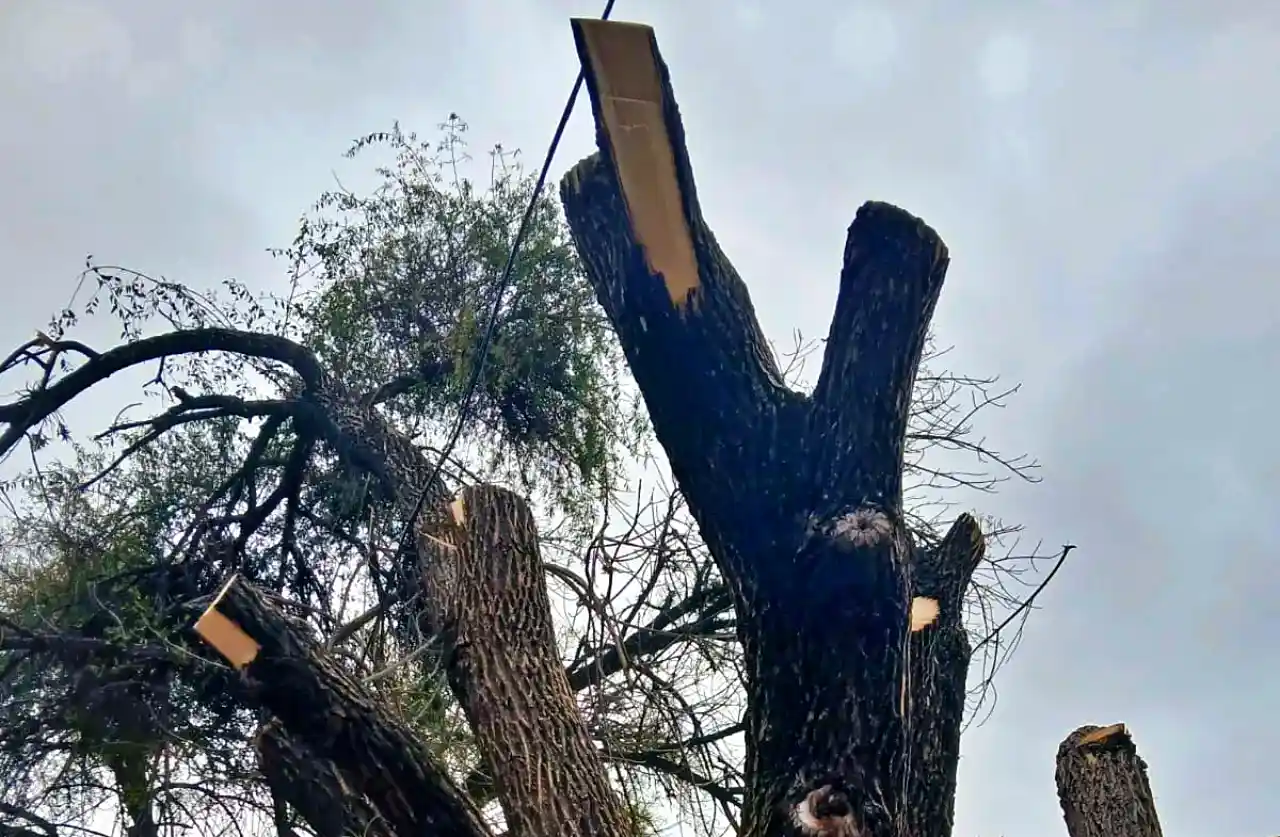 Árbol mutilado en Tres Cerritos