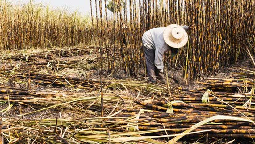 La FAO advierte sobre una reducción del comercio internacional de algunos productos alimenticios básicos