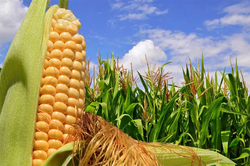 El precio mundial de los alimentos sube por primera vez en un año