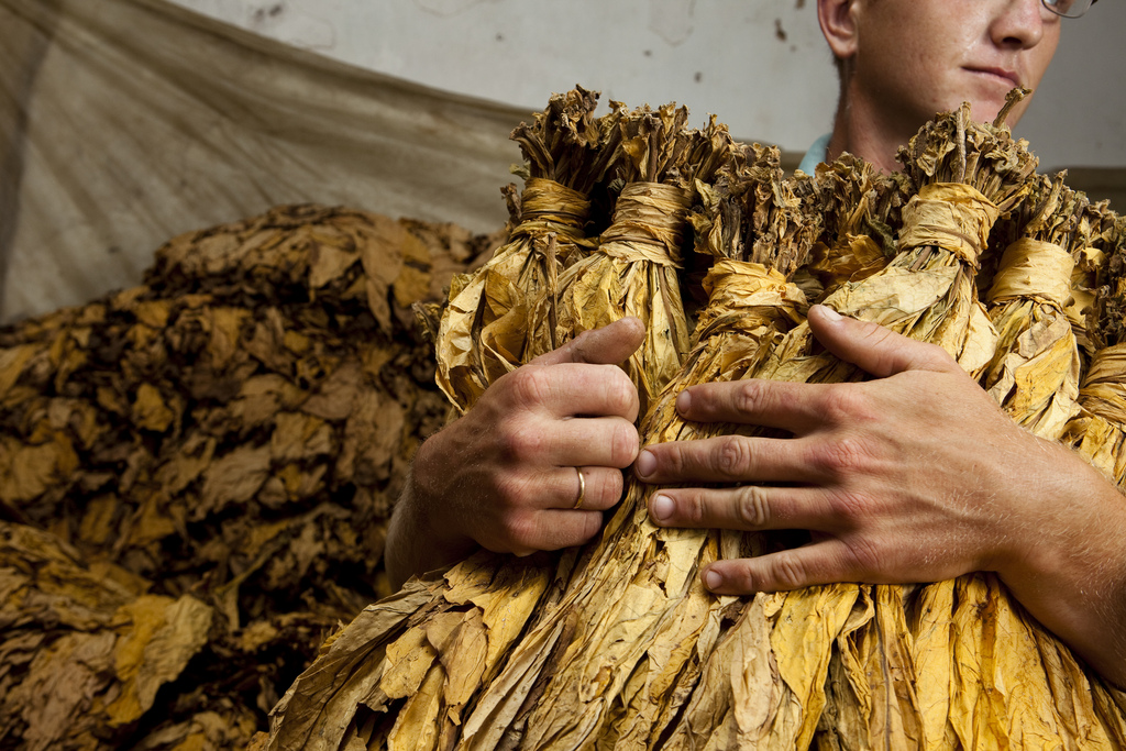Los gobiernos deben dejar de subvencionar los cultivos de tabaco