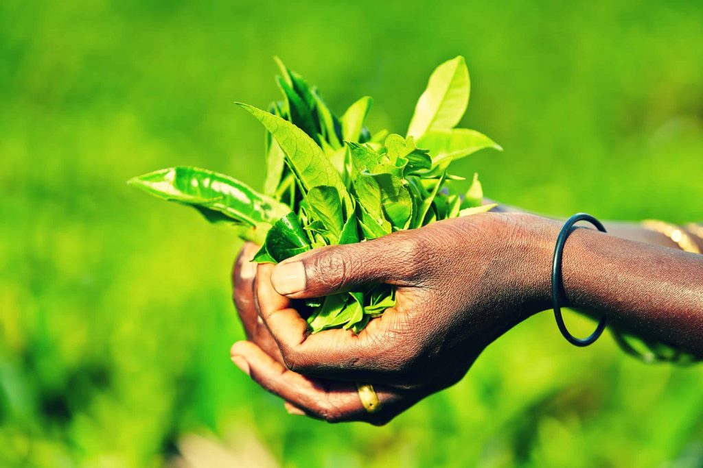 15 de diciembre: Día Internacional del Té