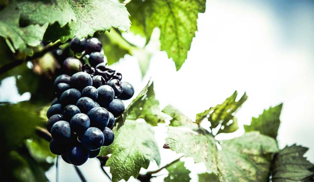 Semana del Malbec de Altura con el Museo de la Vid y el Vino