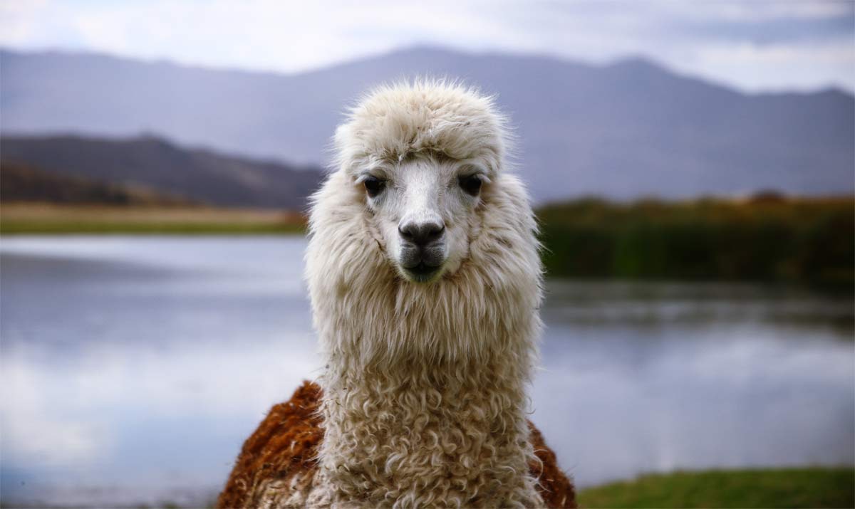 Feria Regional de la Llama en San Antonio de los Cobres