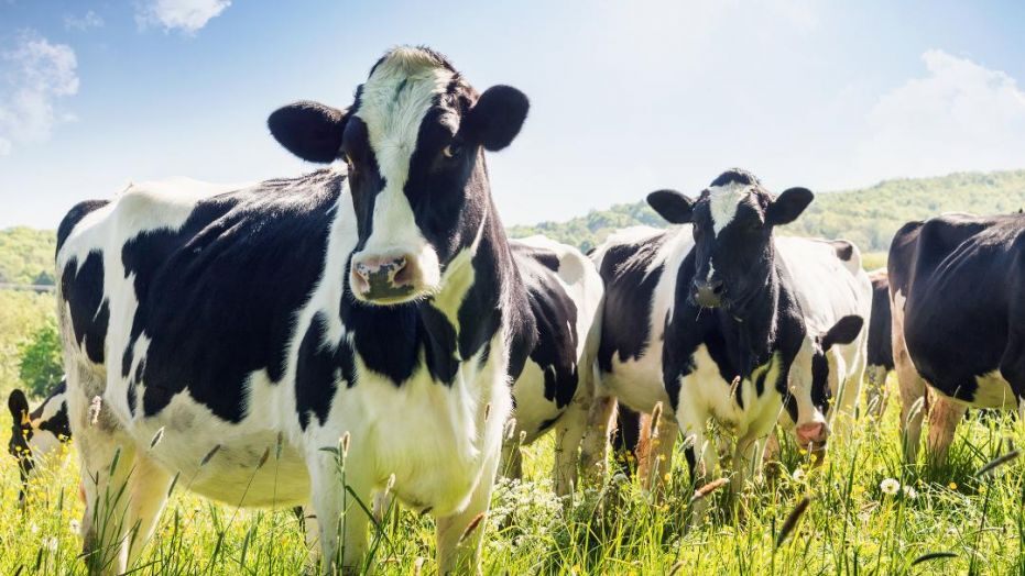 Sudamérica, muy cerca de erradicar la fiebre aftosa