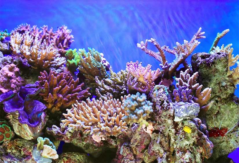 La superficie de los océanos alcanza una temperatura récord