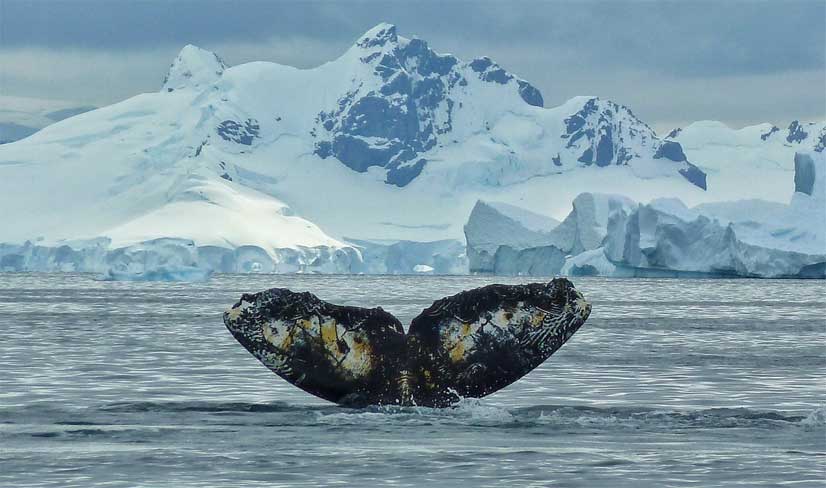 La degradación de la diversidad provoca la pérdida definitiva de los recursos naturales