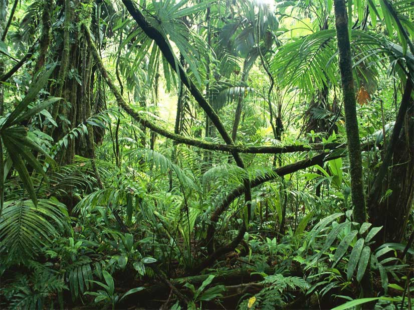El futuro le pertenece a las zonas tropicales