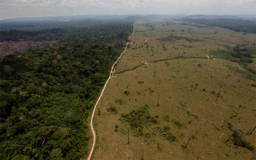 La deforestación mundial se ralentiza, pero los bosques siguen bajo presión
