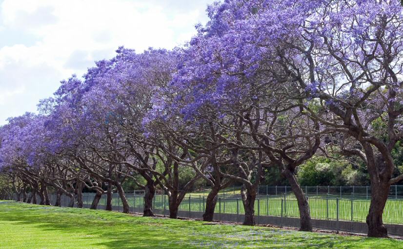 Se celebra hoy en la Argentina el Día del Árbol