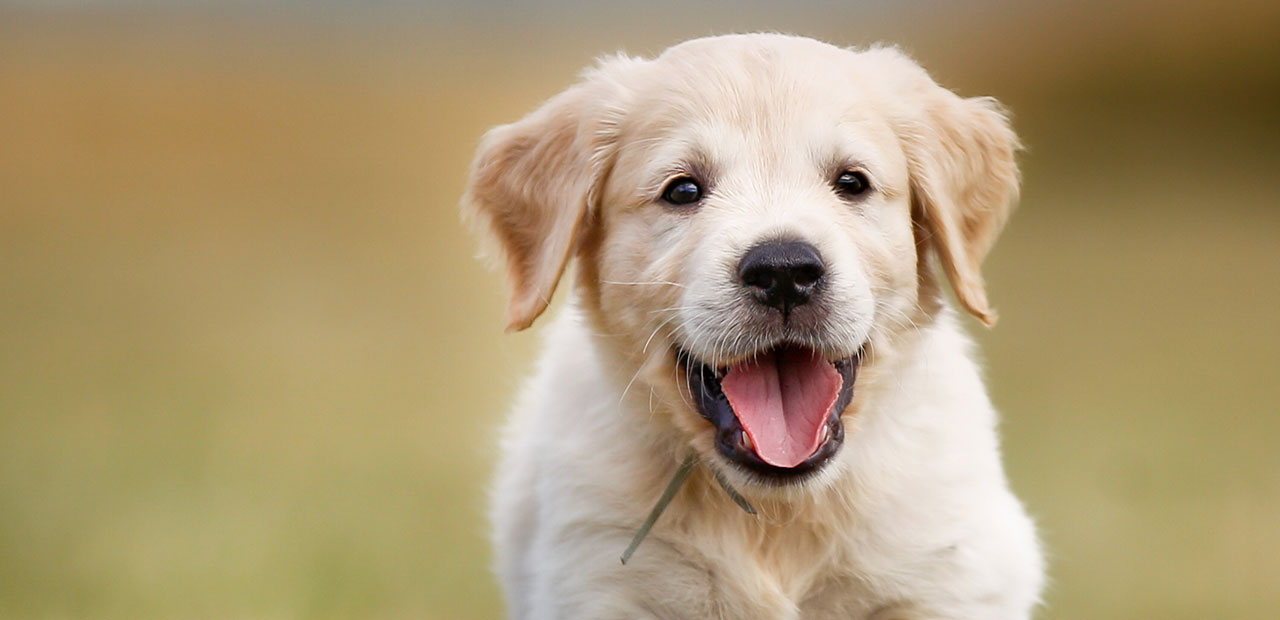 Se celebra hoy el Día Mundial del Perro