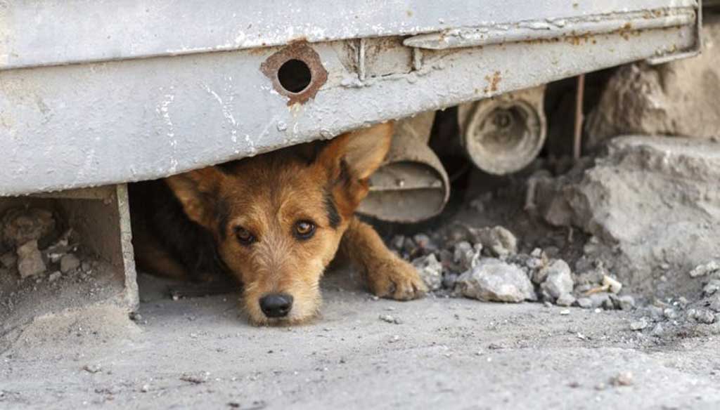 Se celebra hoy el Día Internacional del Perro Callejero