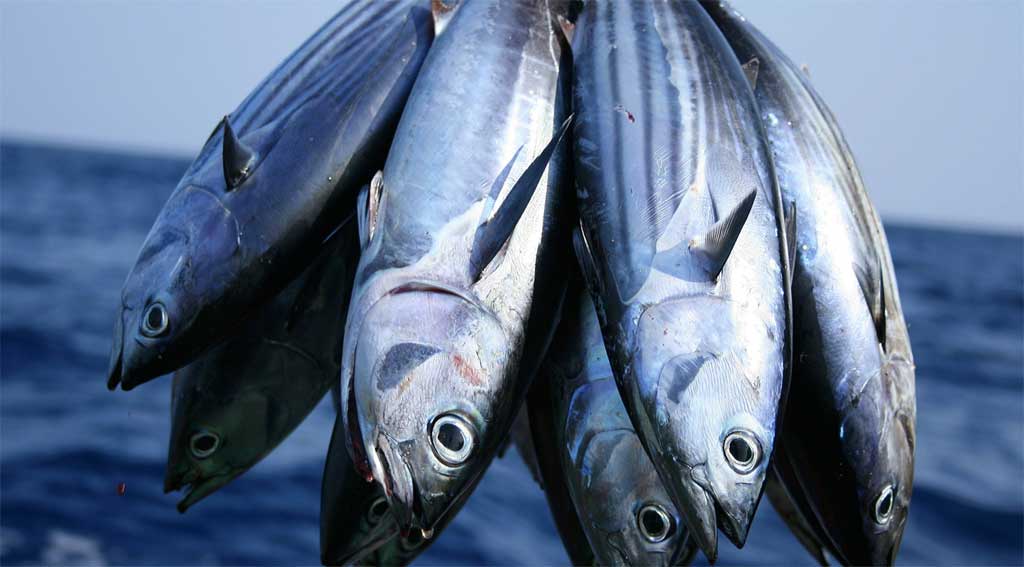 ¿El pescado que pagas es el que comes? El fraude que engaña al consumidor y pone en riesgo la salud