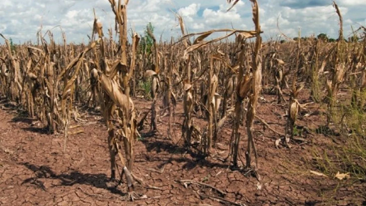 El riesgo de inseguridad alimentaria por El Niño crece en América Latina