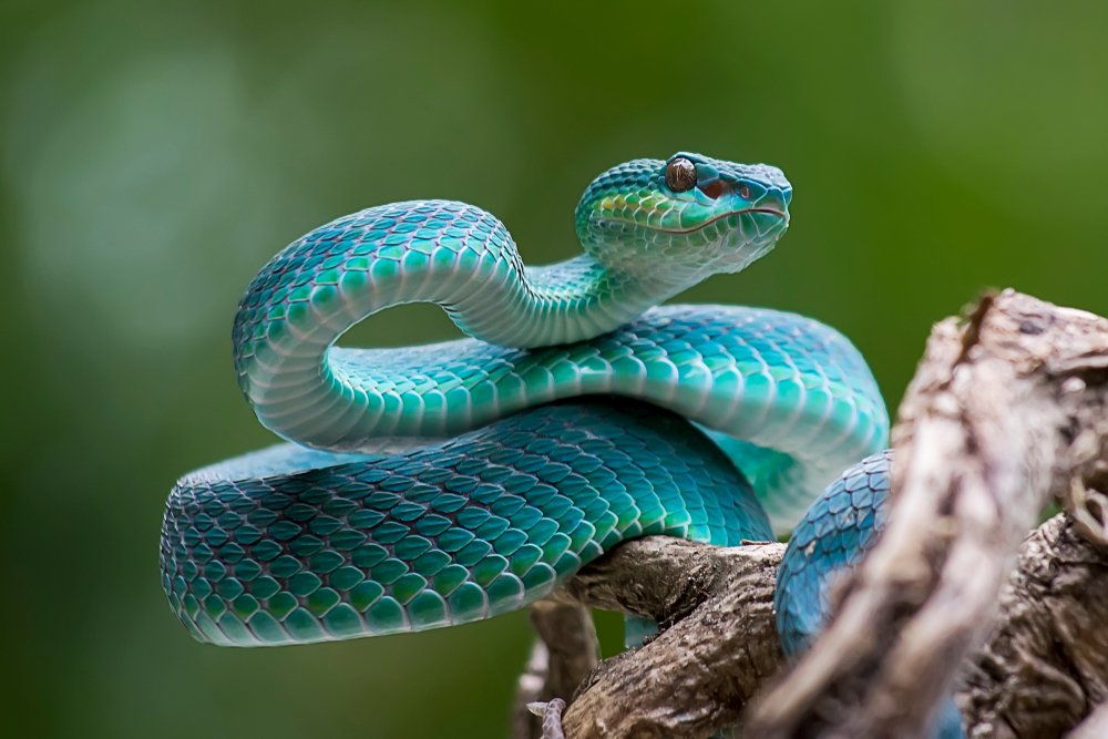 Se celebra hoy el Día Mundial de la Serpiente