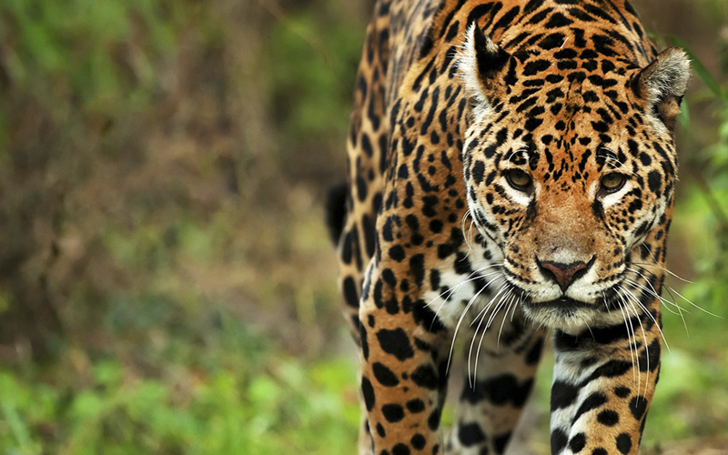 Se celebra hoy el Día Internacional del Yaguareté