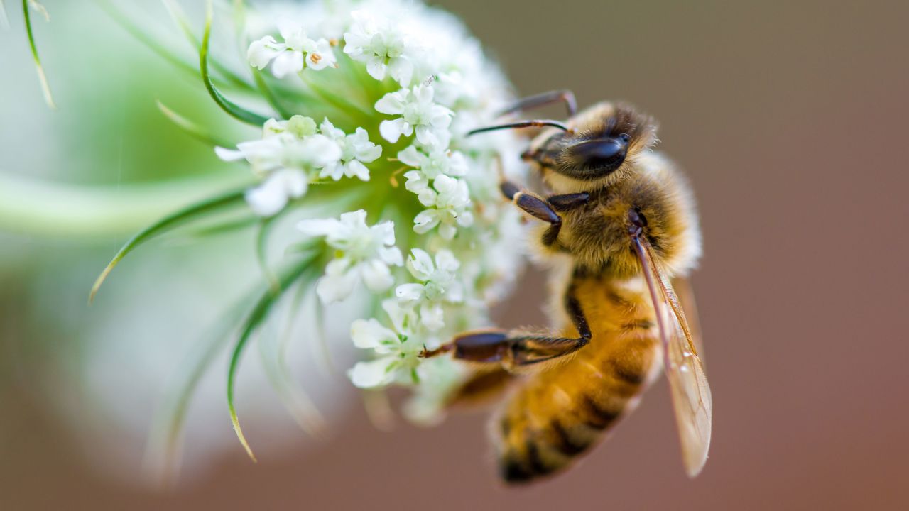 20 de mayo: Día Mundial de las Abejas