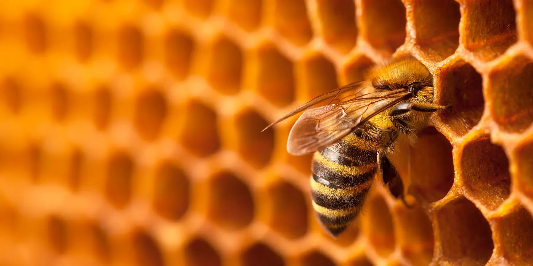20 de agosto: Día Mundial de la Abeja de la Miel