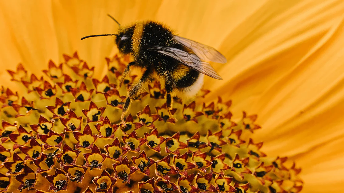 Juntos con las abejas, por las personas y el planeta