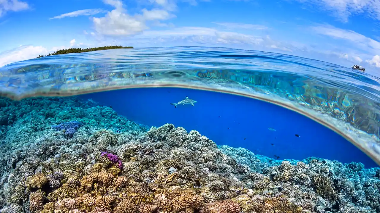 El futuro de la humanidad depende de proteger el océano