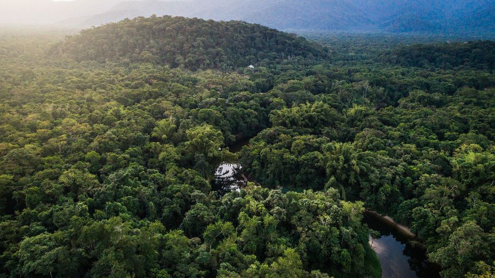 Bosques y economía