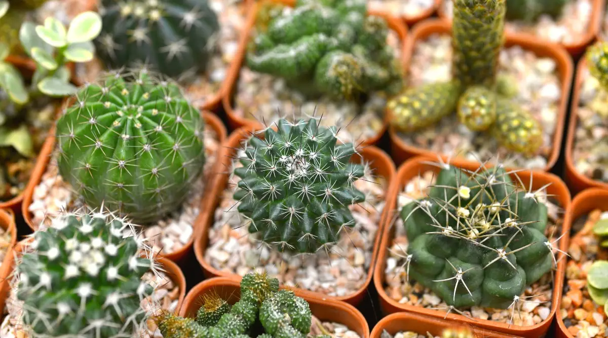 Exposición y venta de orquídeas, bromelias y cactus