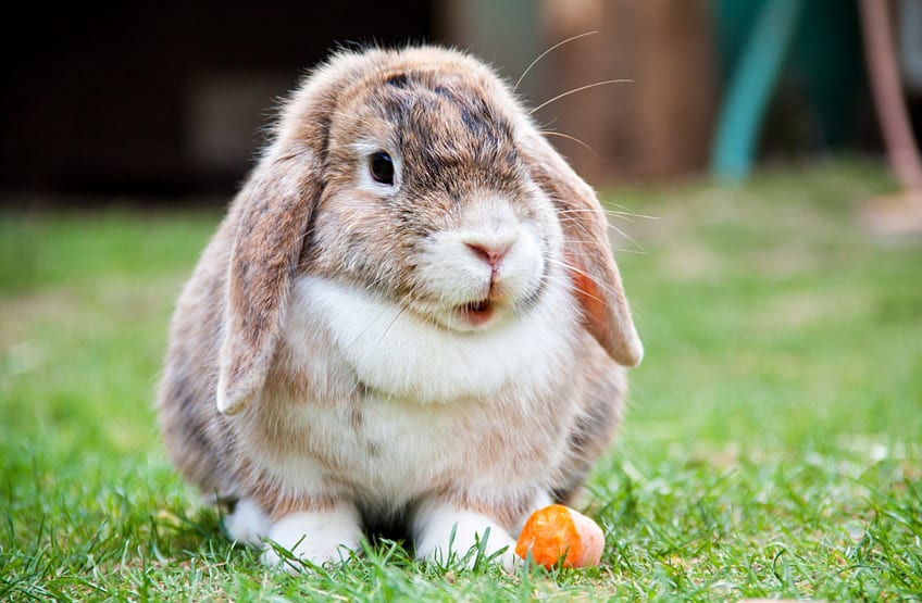 Se celebra hoy el Día Internacional del Conejo