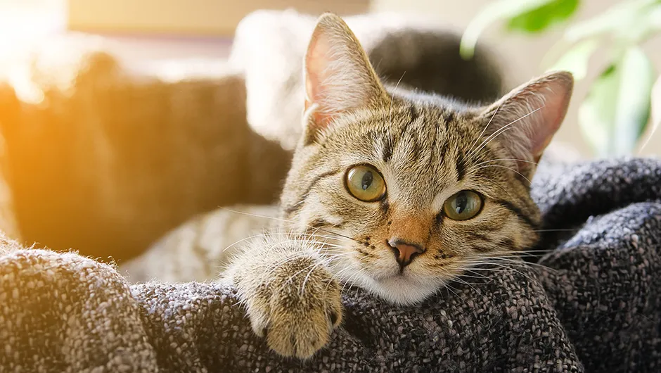 Se celebra hoy el Día Internacional del Gato