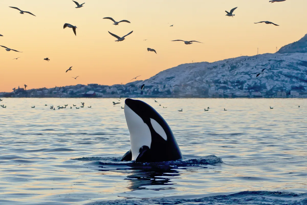 Día Mundial de la Orca: proteger la especie