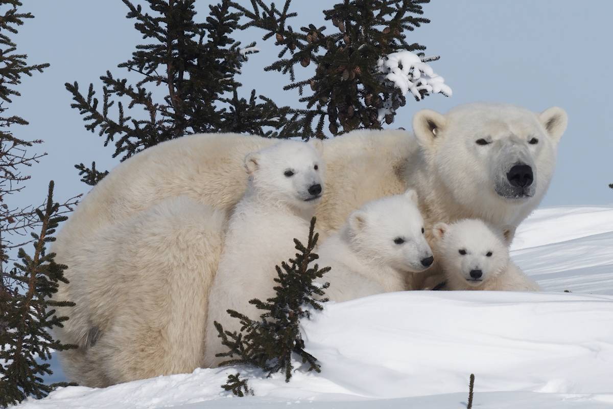 Se celebra hoy el Día Internacional del Oso Polar