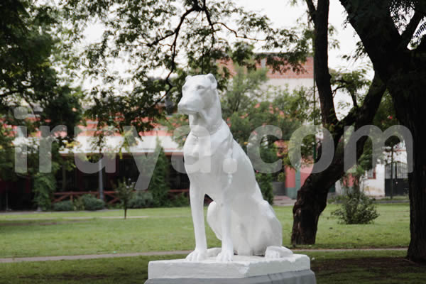 La Argentina celebra hoy el Día del Animal