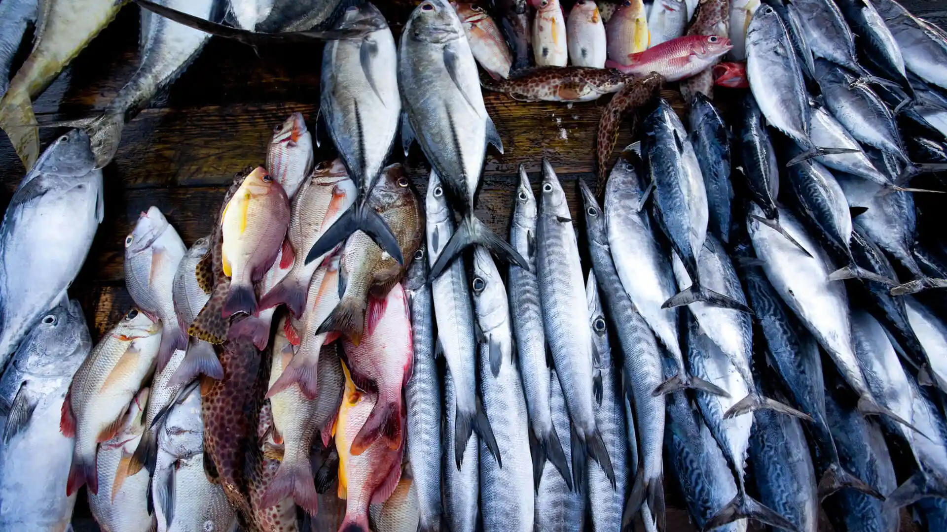 Hay algo sospechoso en este pescado