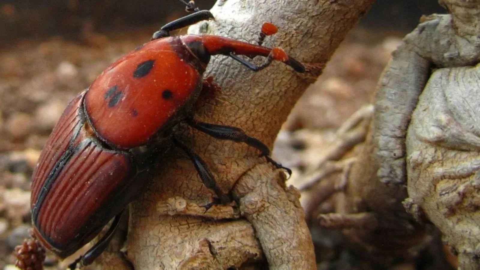 Alerta fitosanitaria en todo el país por el picudo rojo de las palmeras