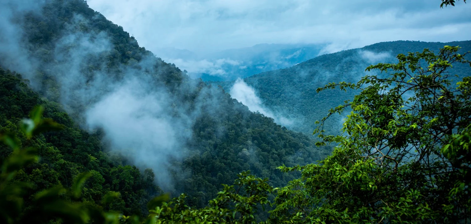 Día Mundial de la Selva Tropical: El bosque que llevas dentro