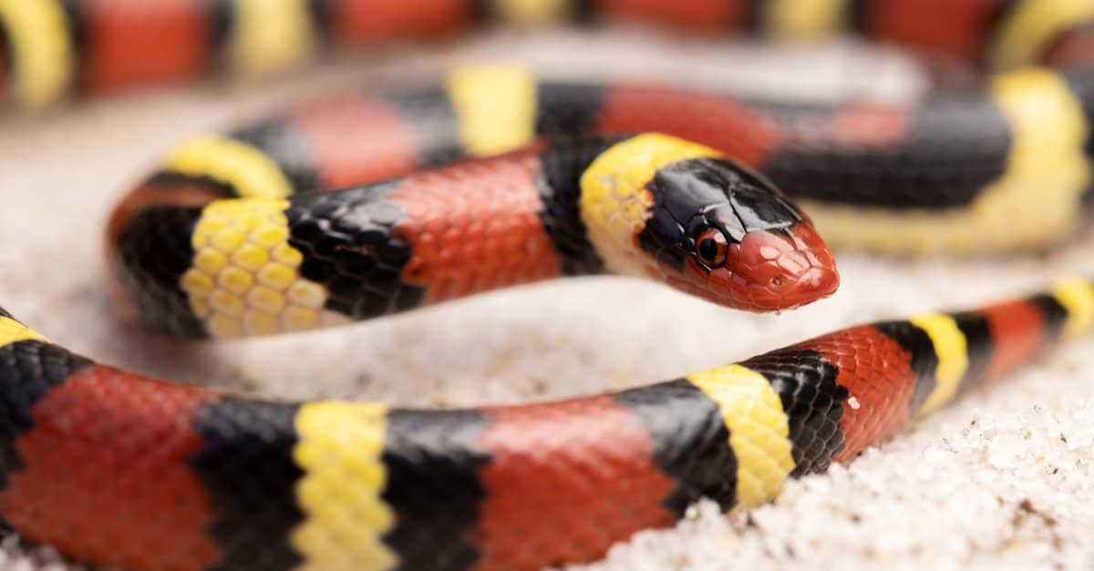 16 de julio: Día Mundial de la Serpiente