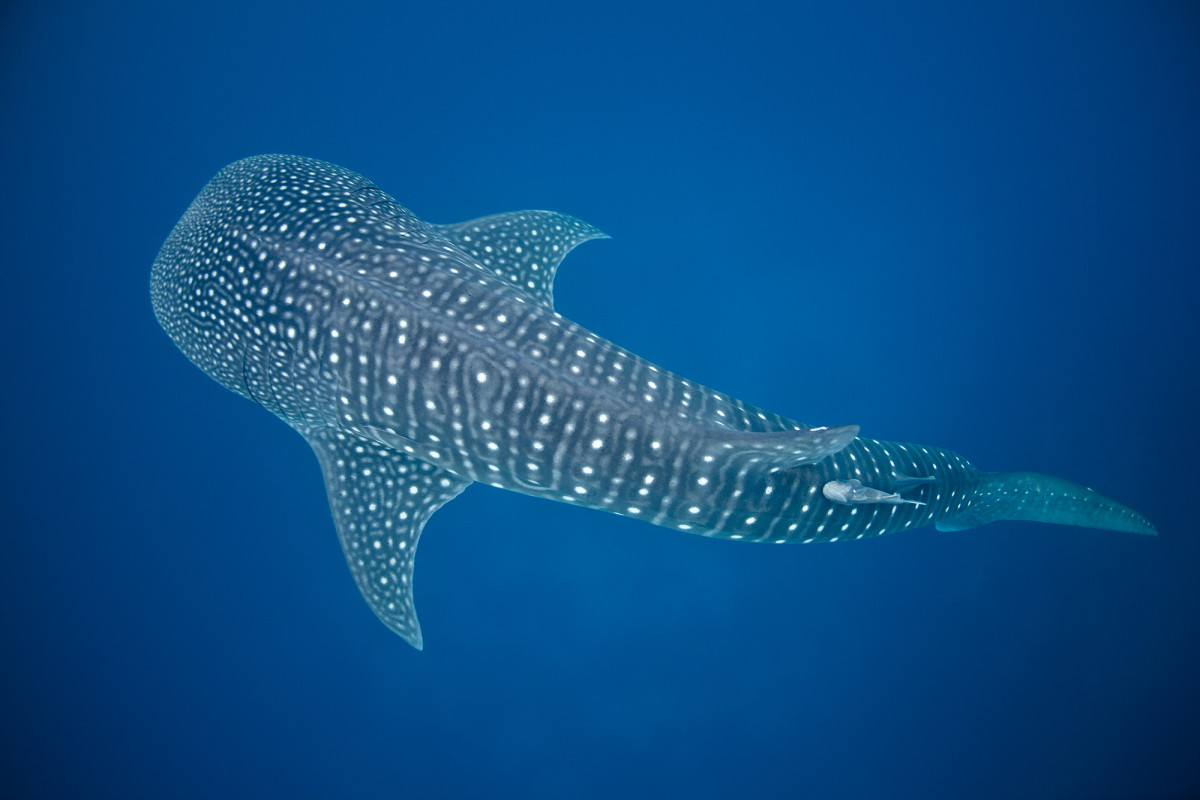 Cara de ballena, cuerpo de tiburón