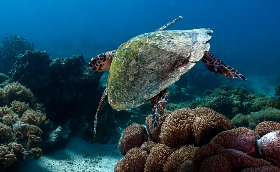 23 de mayo: Día Mundial de la Tortuga