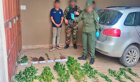 Los hermanos Alemán observan las 'plantitas' intervenidas por la Gendarmería