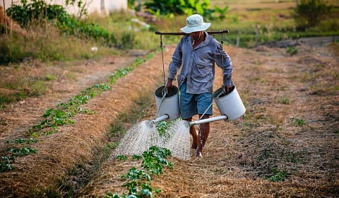 Un nuevo informe de la FAO arroja luz sobre las dificultades y perspectivas para millones de jóvenes
