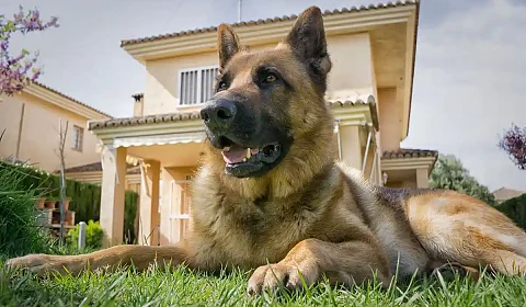 Se celebra hoy el Día Mundial del Perro