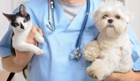 6 de agosto: Día del Veterinario Argentino