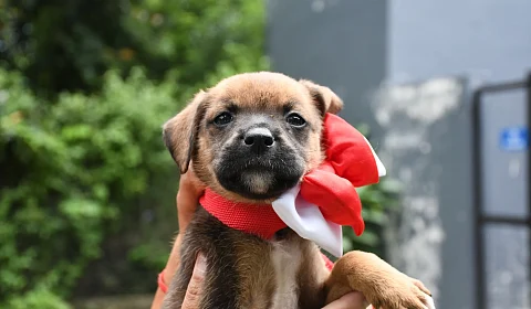 Nueva jornada de tenencia responsable de animales en Salta