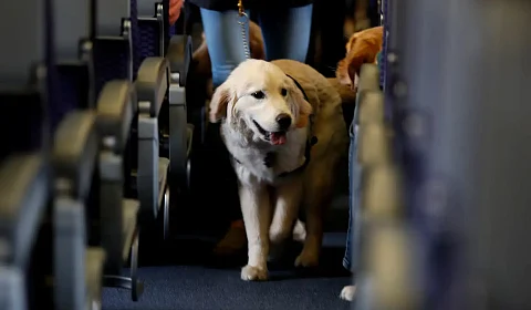 Se permitirá el transporte de animales domésticos en autobuses y trenes de larga distancia